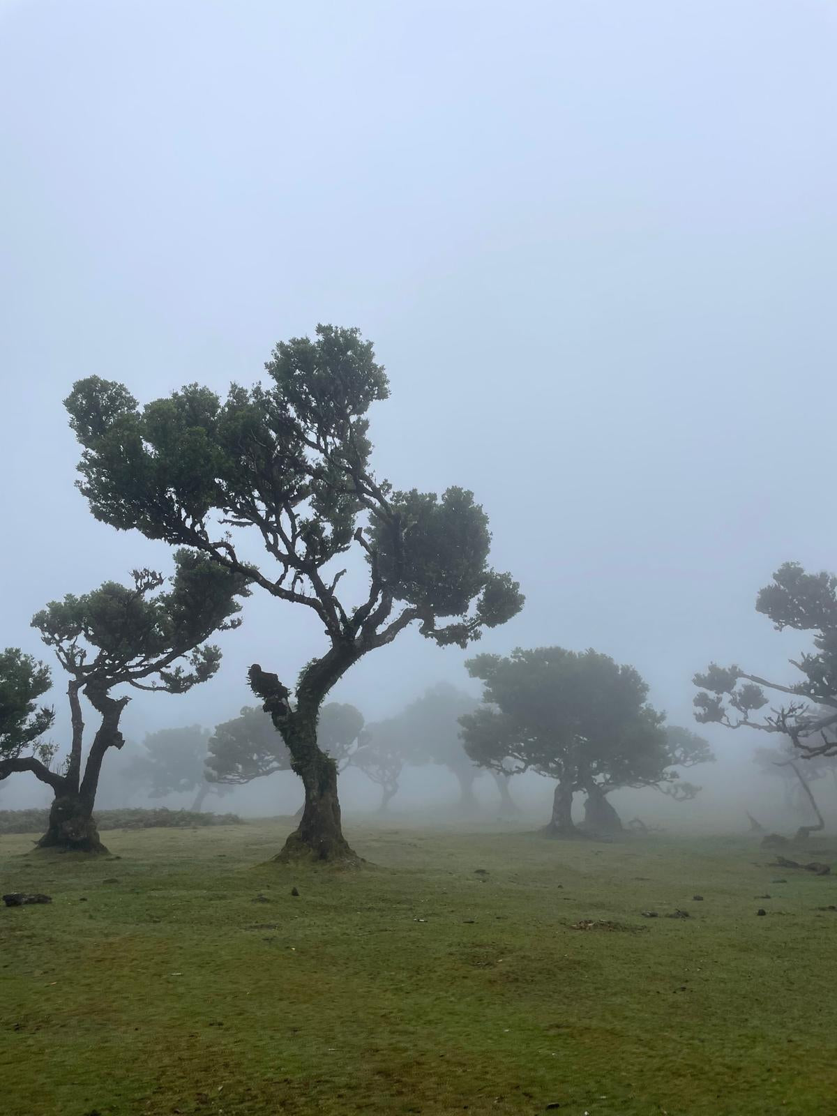 Misty landscape with twisted trees on a grassy field